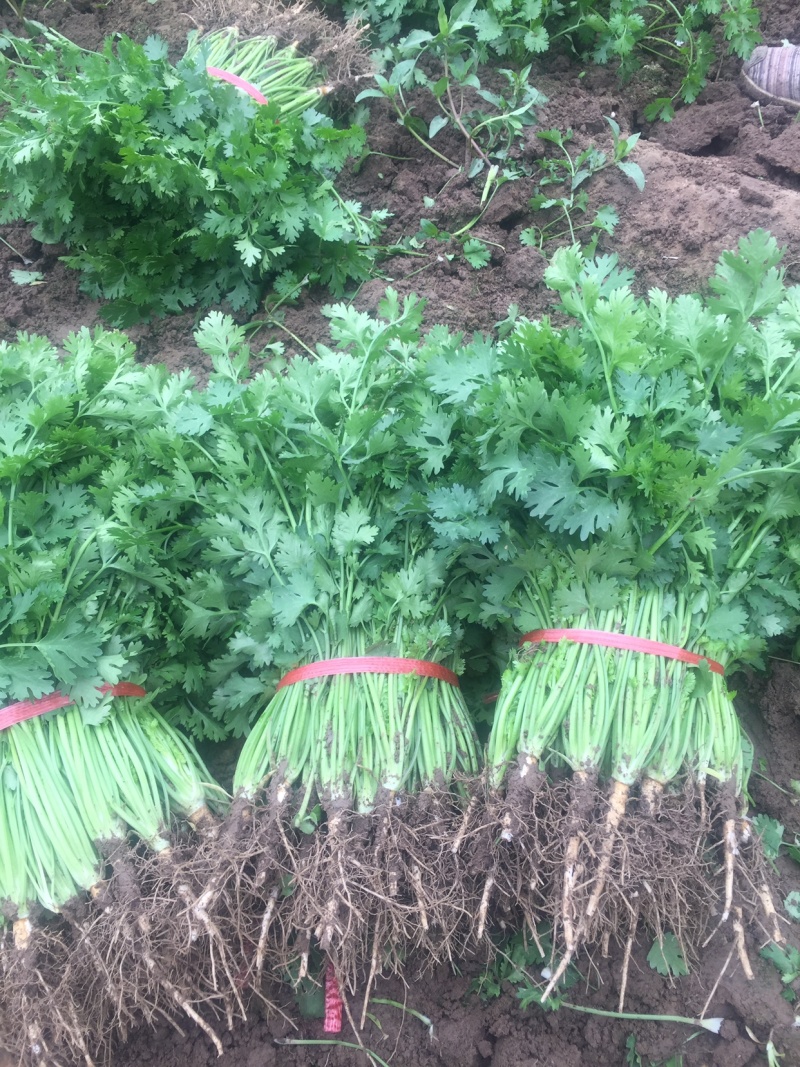 铁杆香菜，大量上市啦