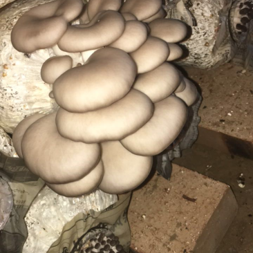 鲜姬菇，夏季供应