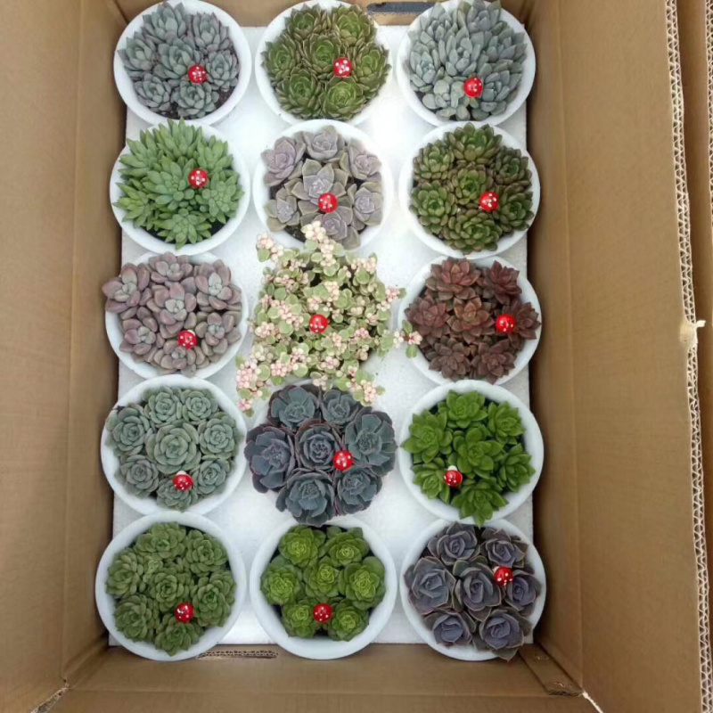 多肉植物带盆栽好