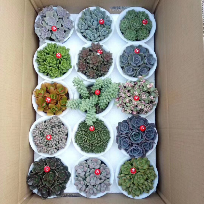 多肉植物带盆栽好