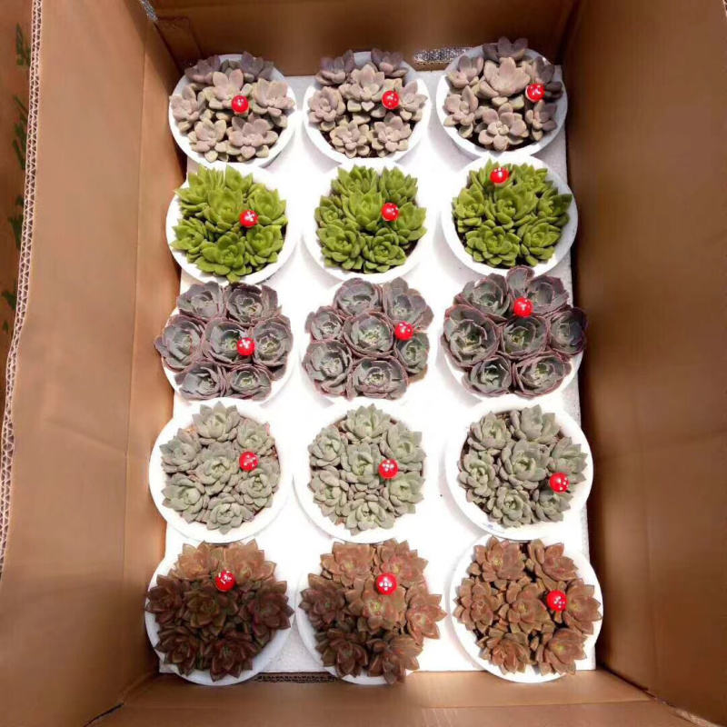 多肉植物带盆栽好