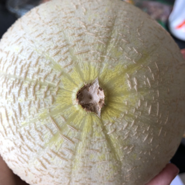 银帝高甜度蜜瓜