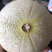 银帝高甜度蜜瓜