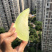 银帝高甜度蜜瓜