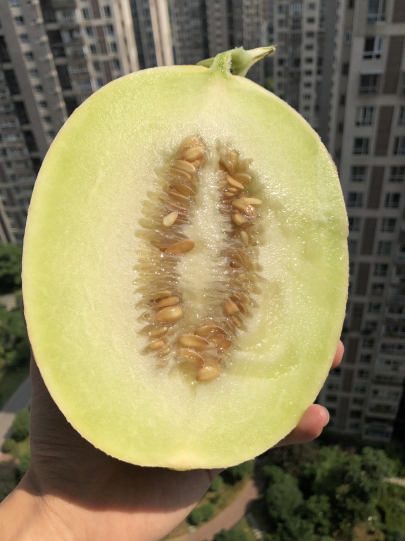 银帝高甜度蜜瓜