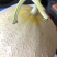 银帝高甜度蜜瓜