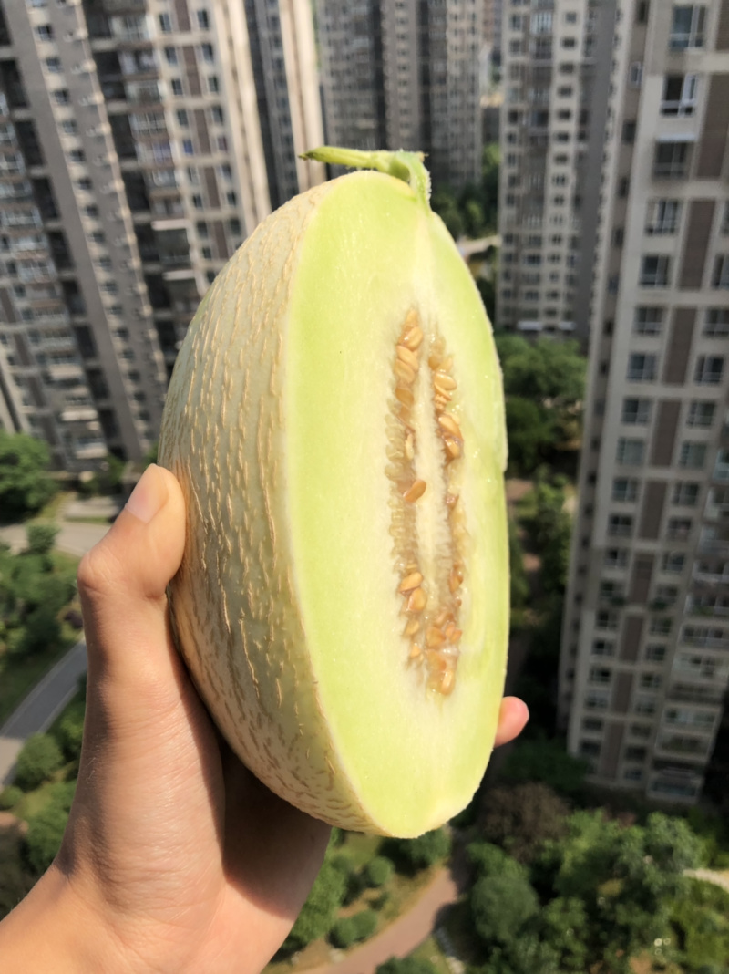 银帝高甜度蜜瓜