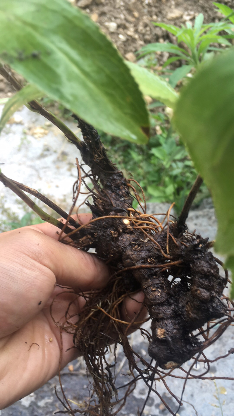湖北钟祥大洪山山脉出产，正宗野生茅苍术，药用价值高
