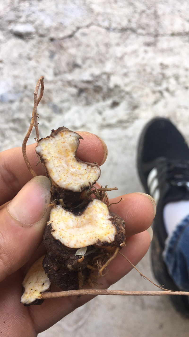 湖北钟祥大洪山山脉出产，正宗野生茅苍术，药用价值高