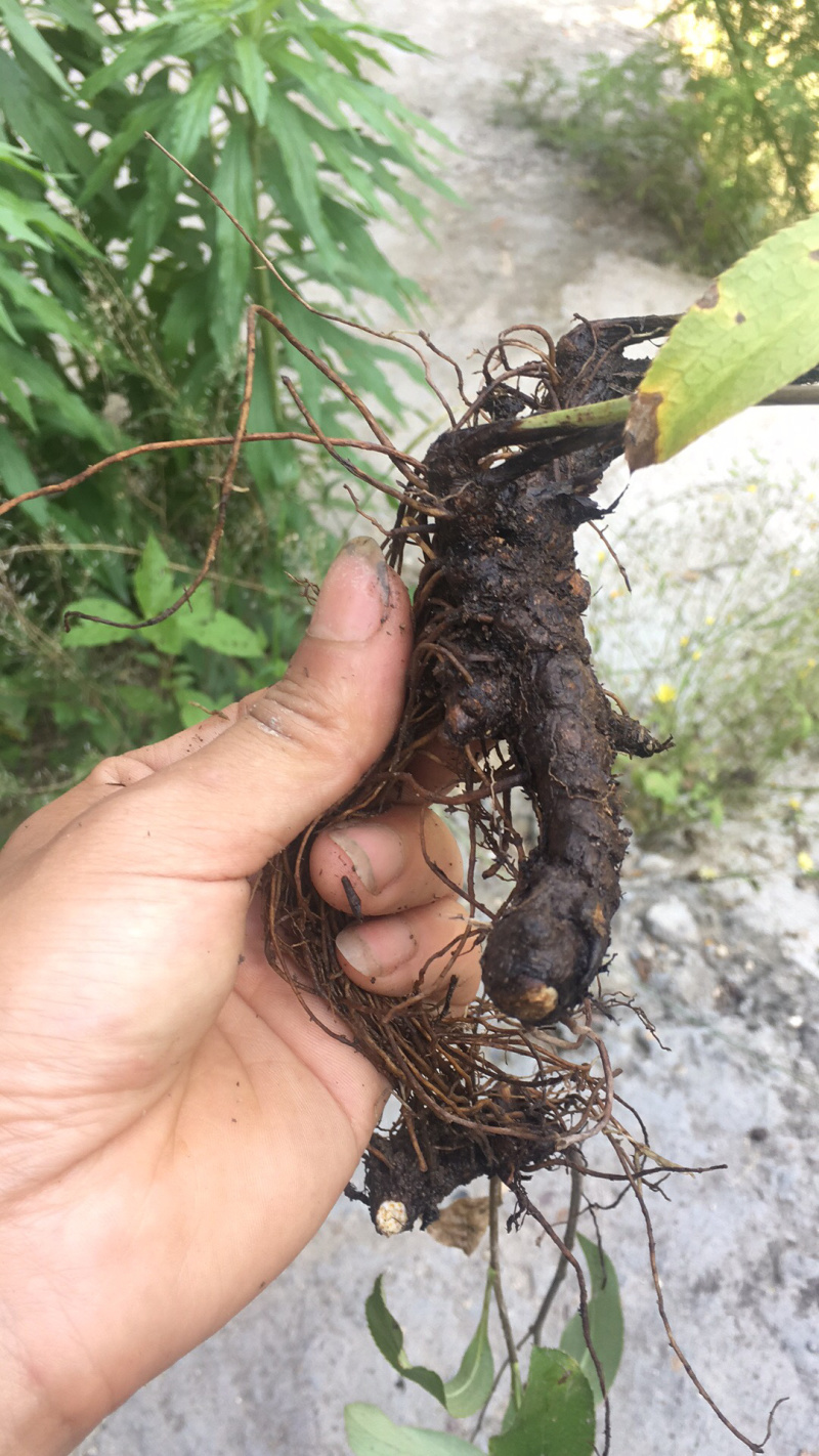 湖北钟祥大洪山山脉出产，正宗野生茅苍术，药用价值高