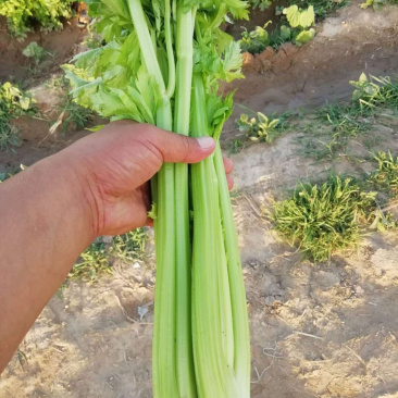 芹菜大量有货