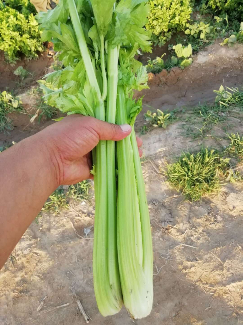 芹菜大量有货