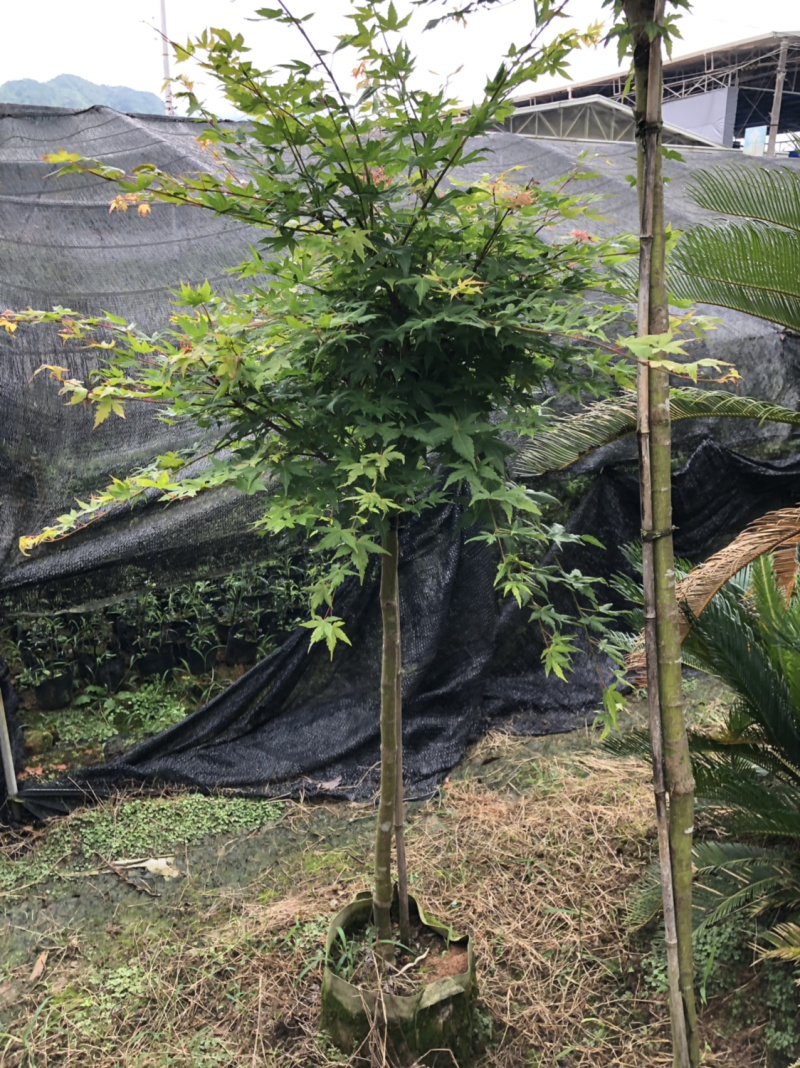 高杆嫁接枫树杯苗加地苗90棵左右