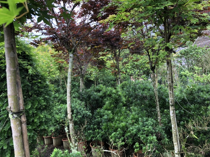 高杆嫁接枫树杯苗加地苗90棵左右