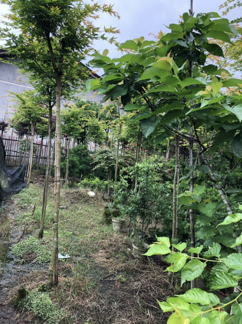 高杆嫁接枫树杯苗加地苗90棵左右