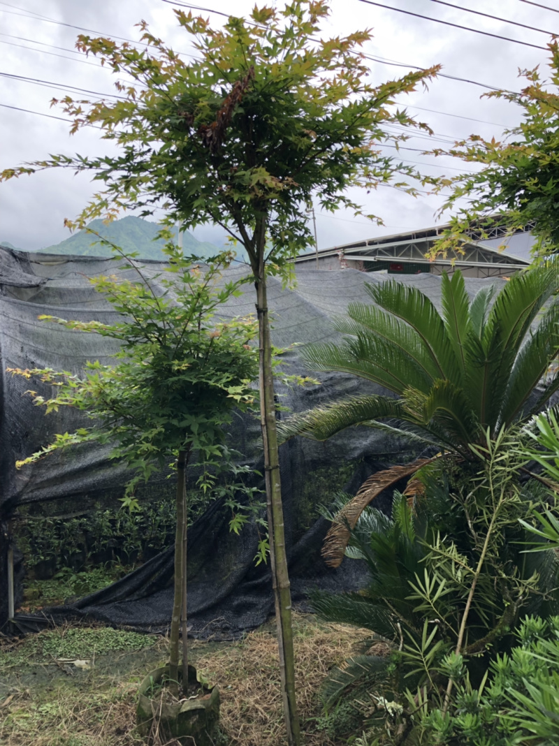 高杆嫁接枫树杯苗加地苗90棵左右