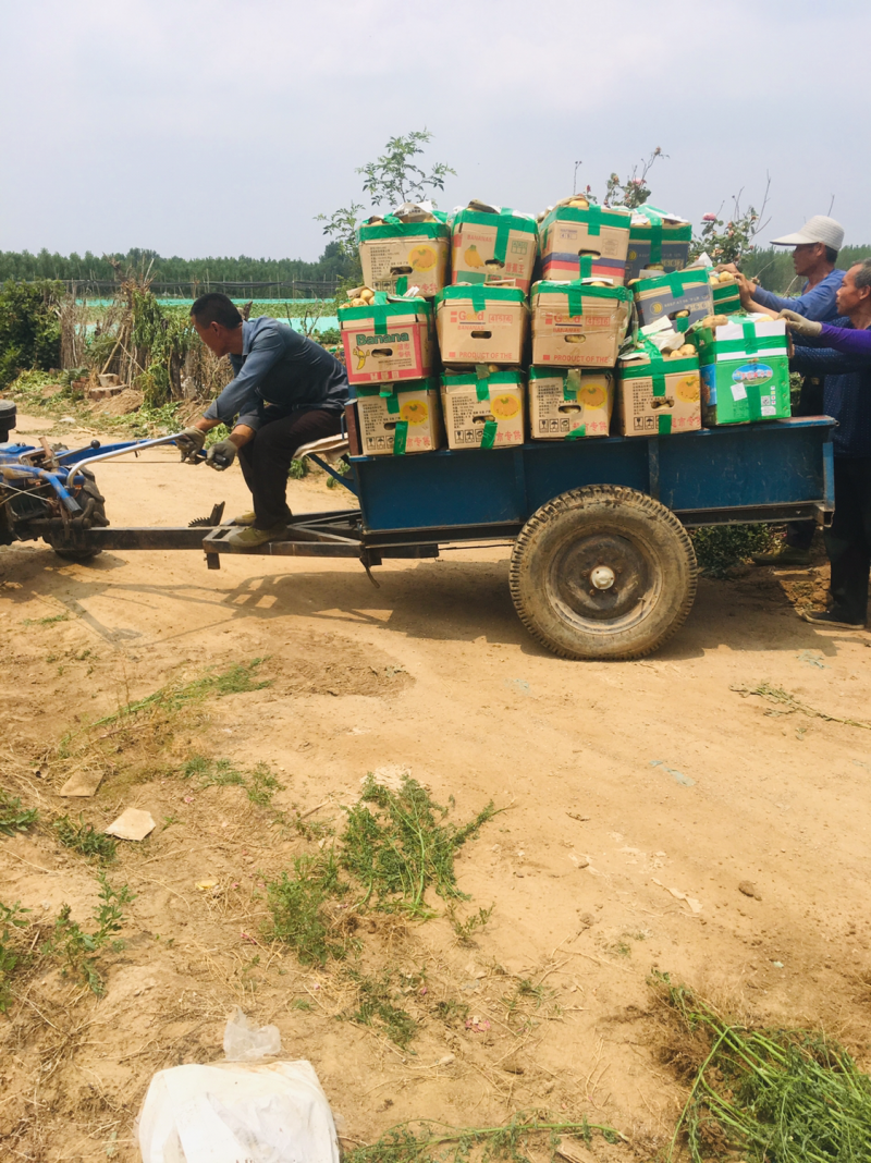 2020昌乐精品露天荷兰十五新土豆