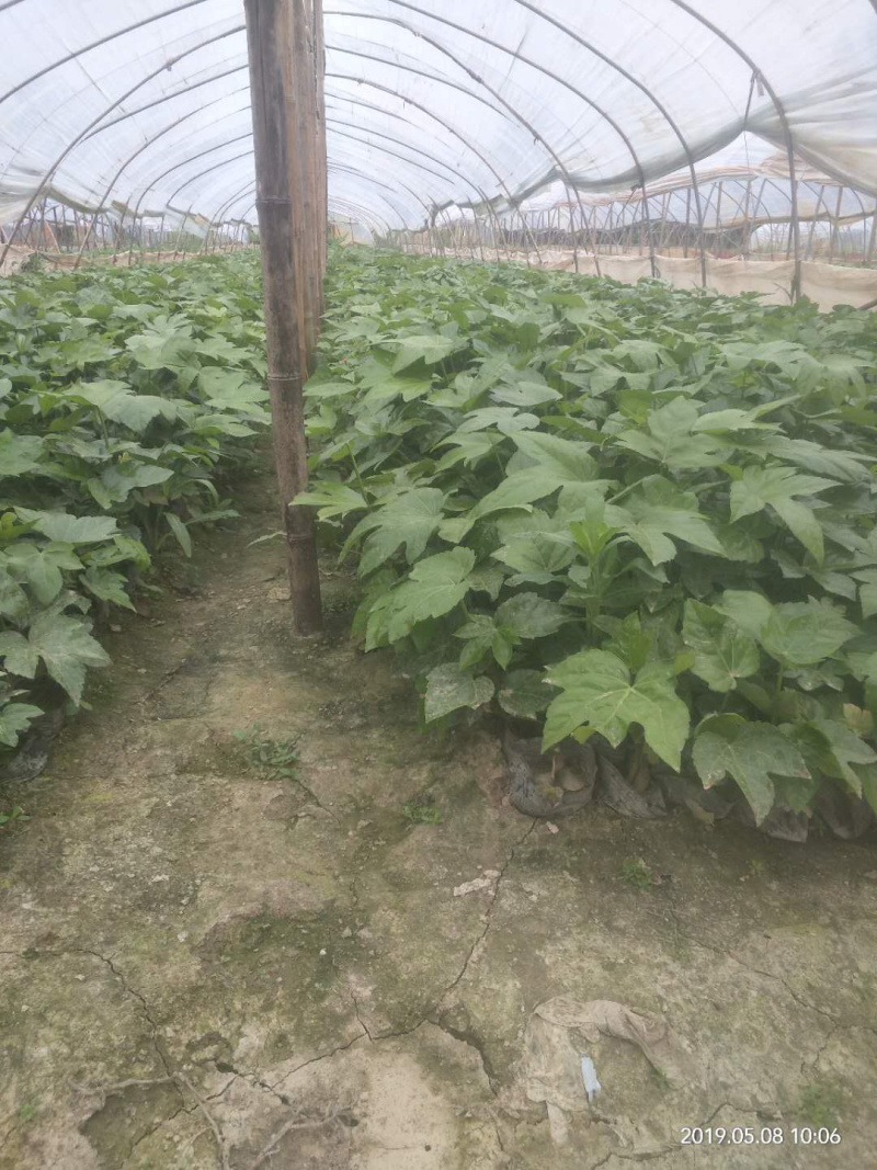 八角金盘基地直供中杯金盘小杯金盘各类地被小苗