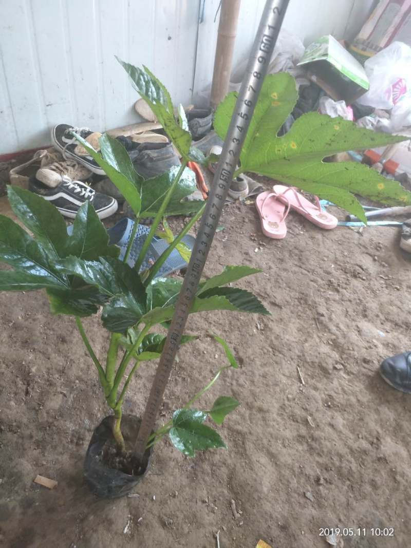 八角金盘基地直供中杯金盘小杯金盘各类地被小苗