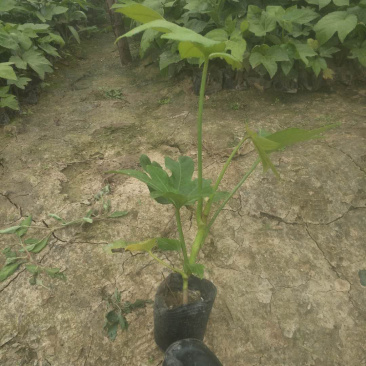 八角金盘基地直供中杯金盘小杯金盘各类地被小苗