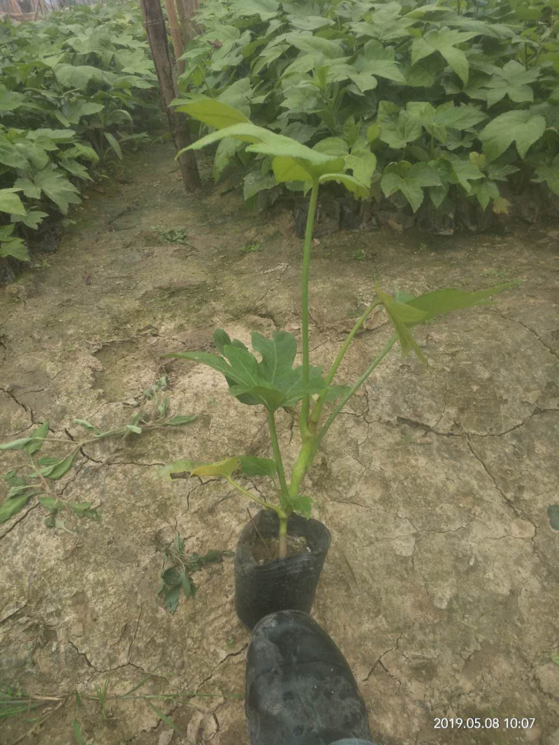 八角金盘基地直供中杯金盘小杯金盘各类地被小苗