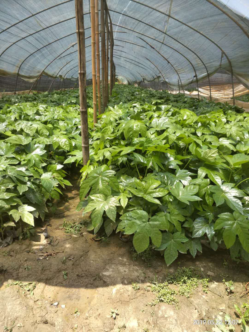 八角金盘基地直供中杯金盘小杯金盘各类地被小苗