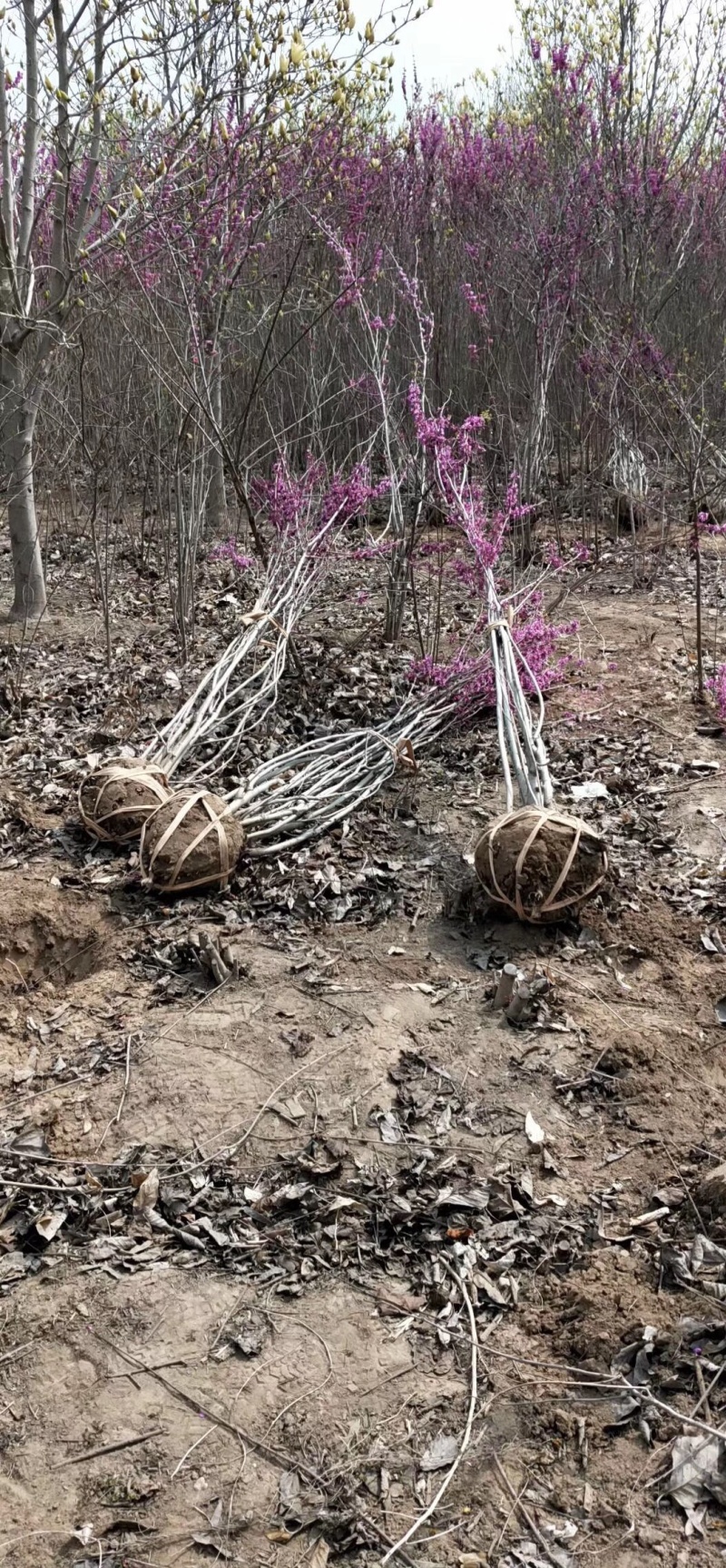 紫荆腊梅丛生多头紫荆高度150-240公分