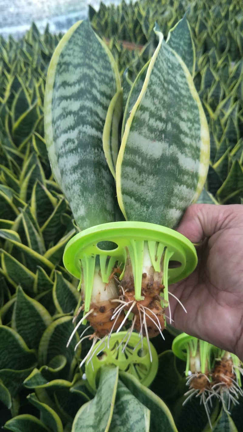 虎皮兰，水培虎皮兰，室内小盆栽，绿植花卉