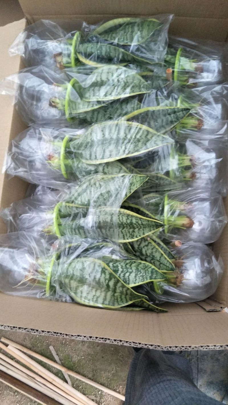 虎皮兰，水培虎皮兰，室内小盆栽，绿植花卉
