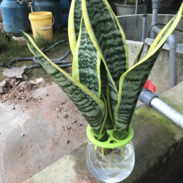 虎皮兰，水培虎皮兰，室内小盆栽，绿植花卉