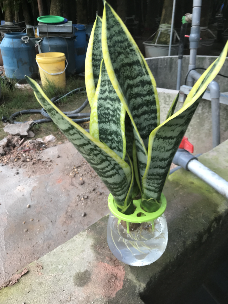 虎皮兰，水培虎皮兰，室内小盆栽，绿植花卉