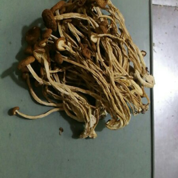 茶树菇