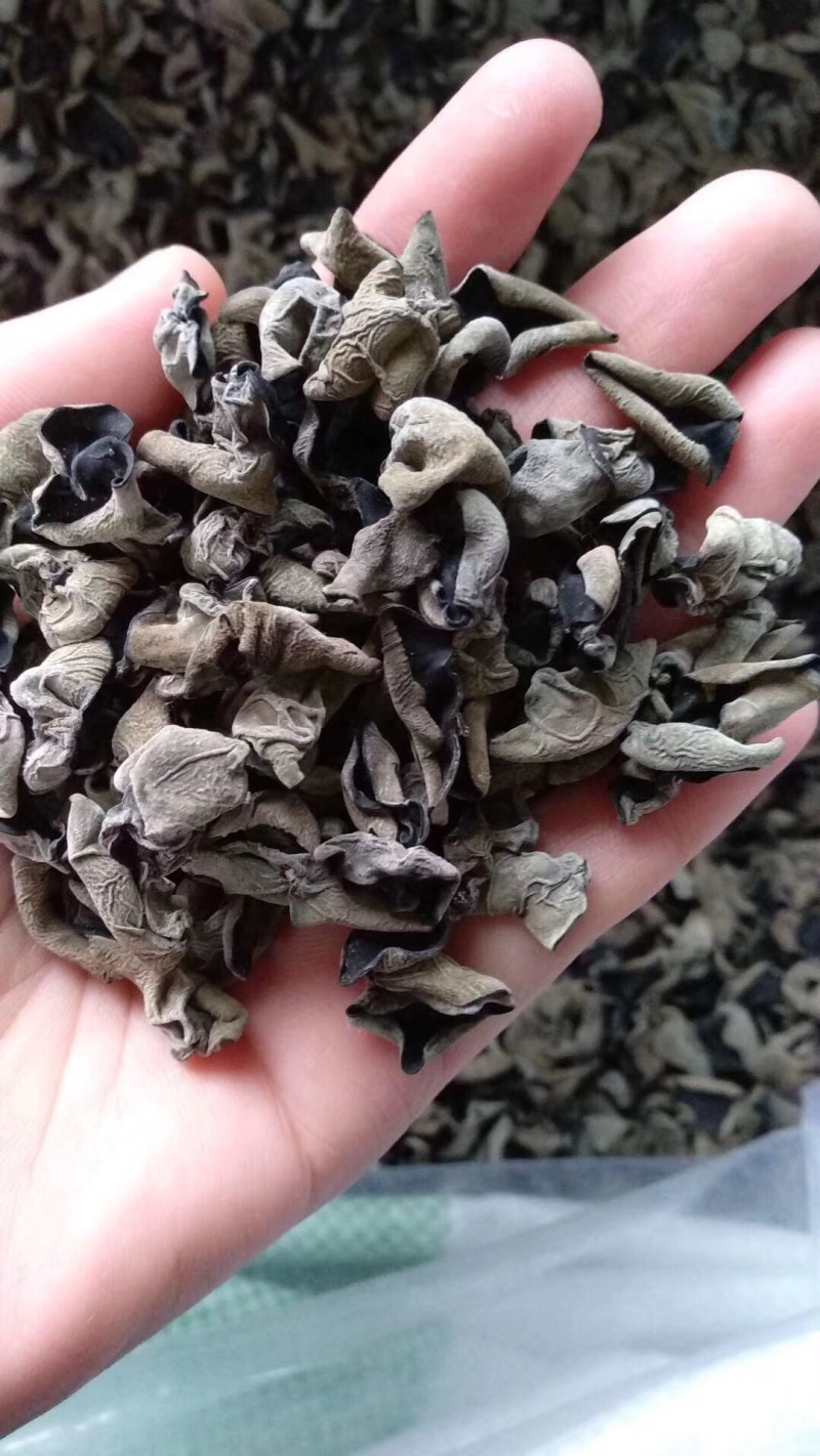 黑木耳