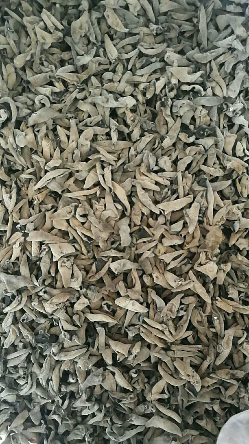 黑木耳