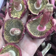 红姑