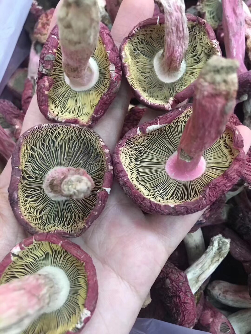 红姑