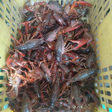 兴化鲜活龙虾自产自销大量供应青虾小龙虾