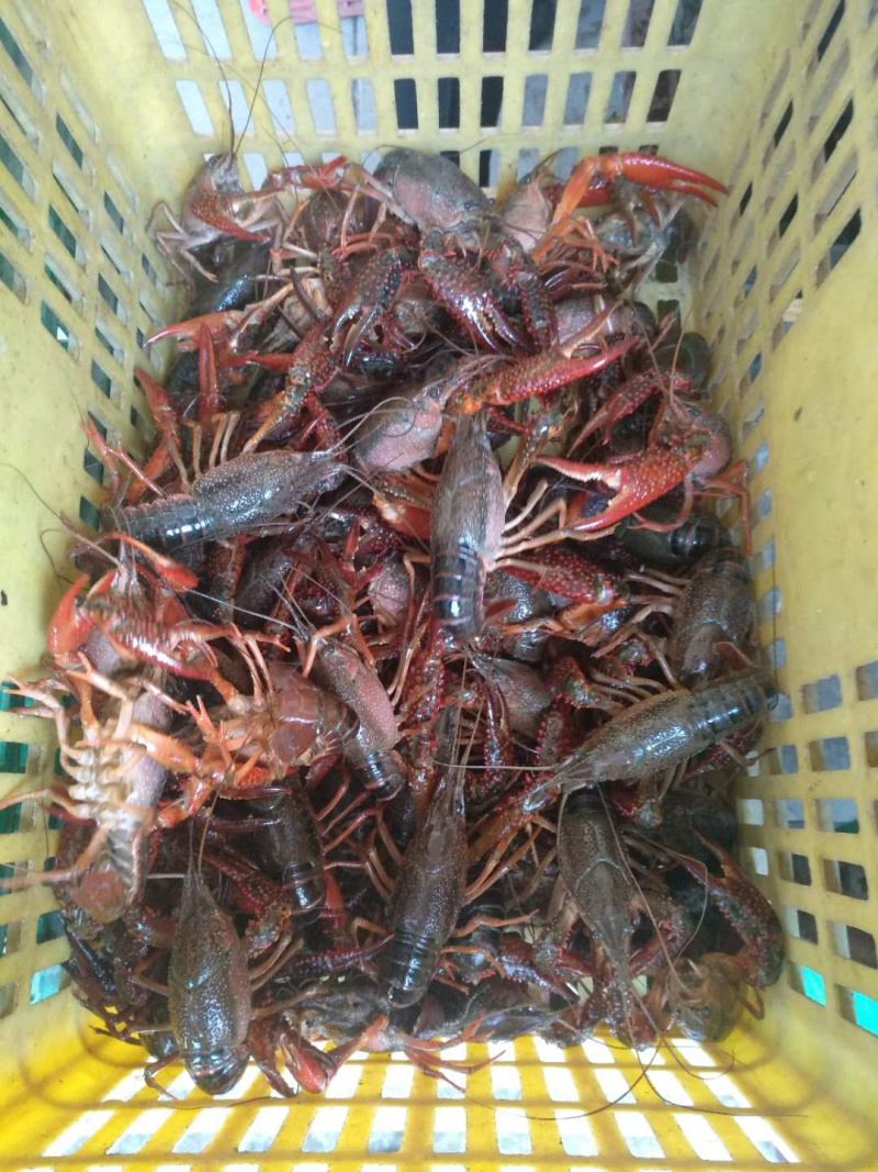 兴化鲜活龙虾自产自销大量供应青虾小龙虾