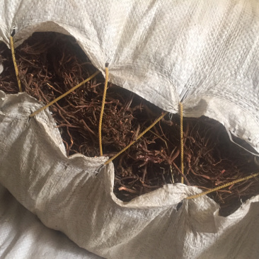 野生茜草