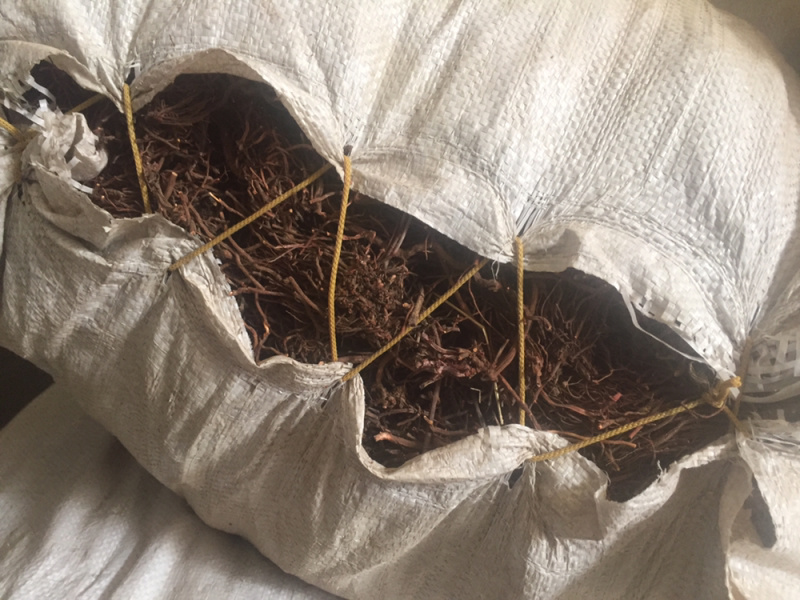 野生茜草