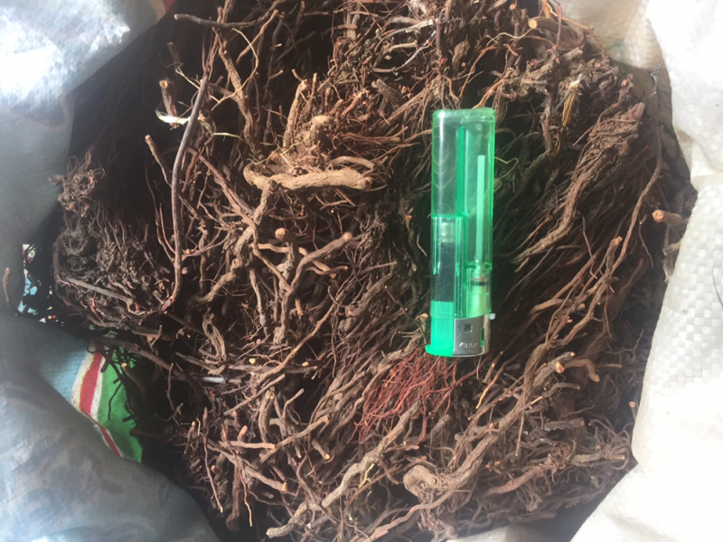 野生茜草
