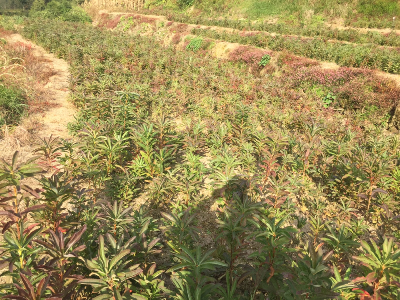 杜鹃苗