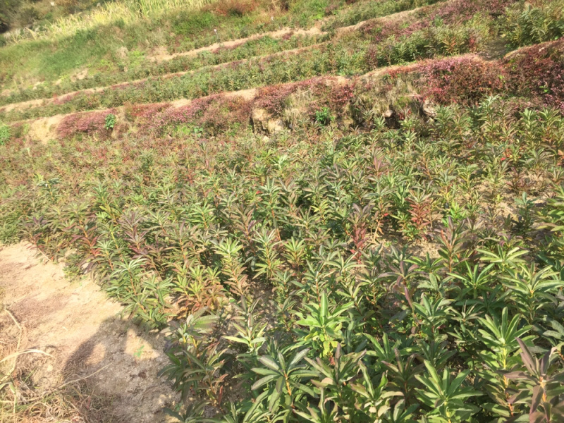 杜鹃苗