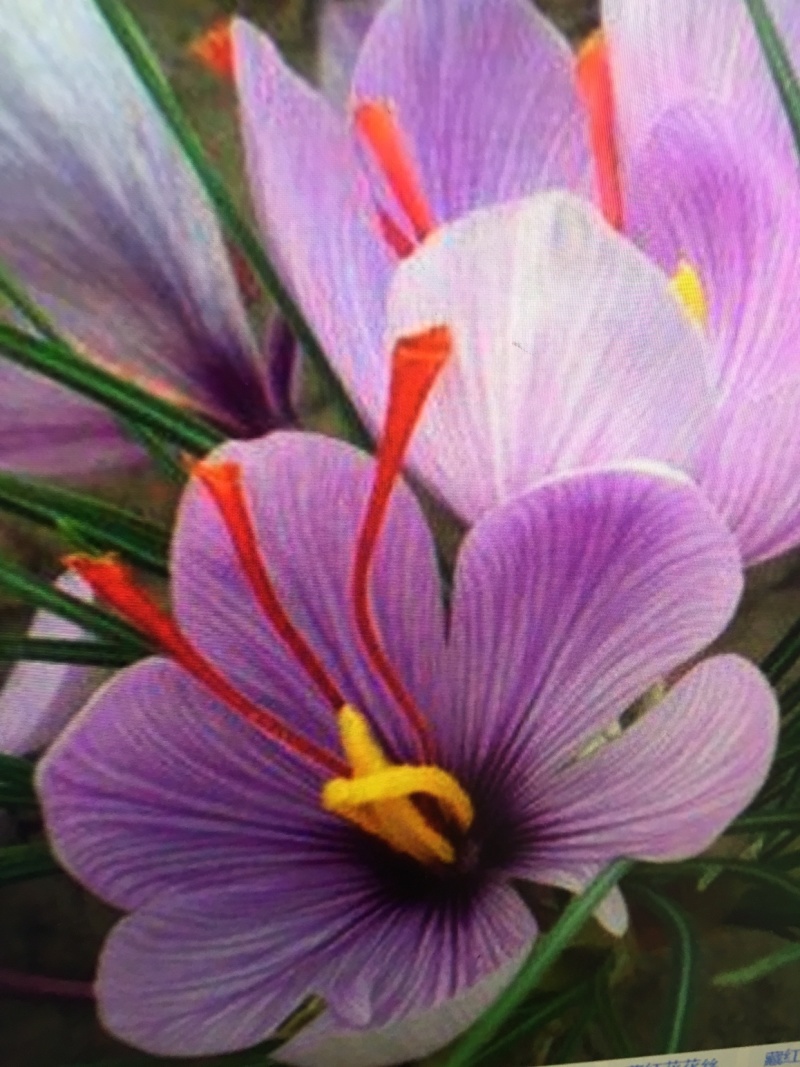 藏红花种球