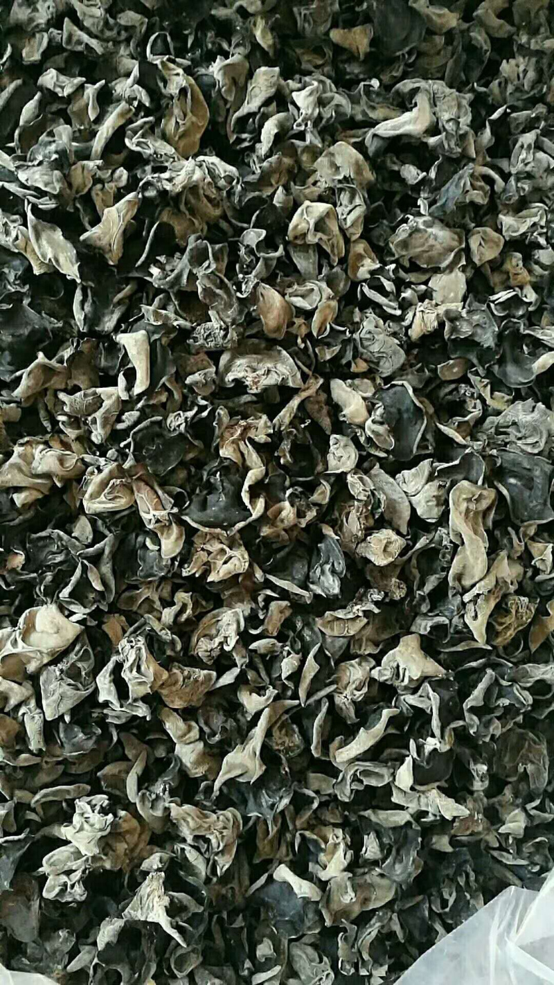 黑木耳