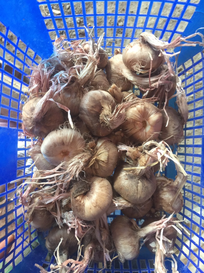 这个刚刚走进的藏红花
