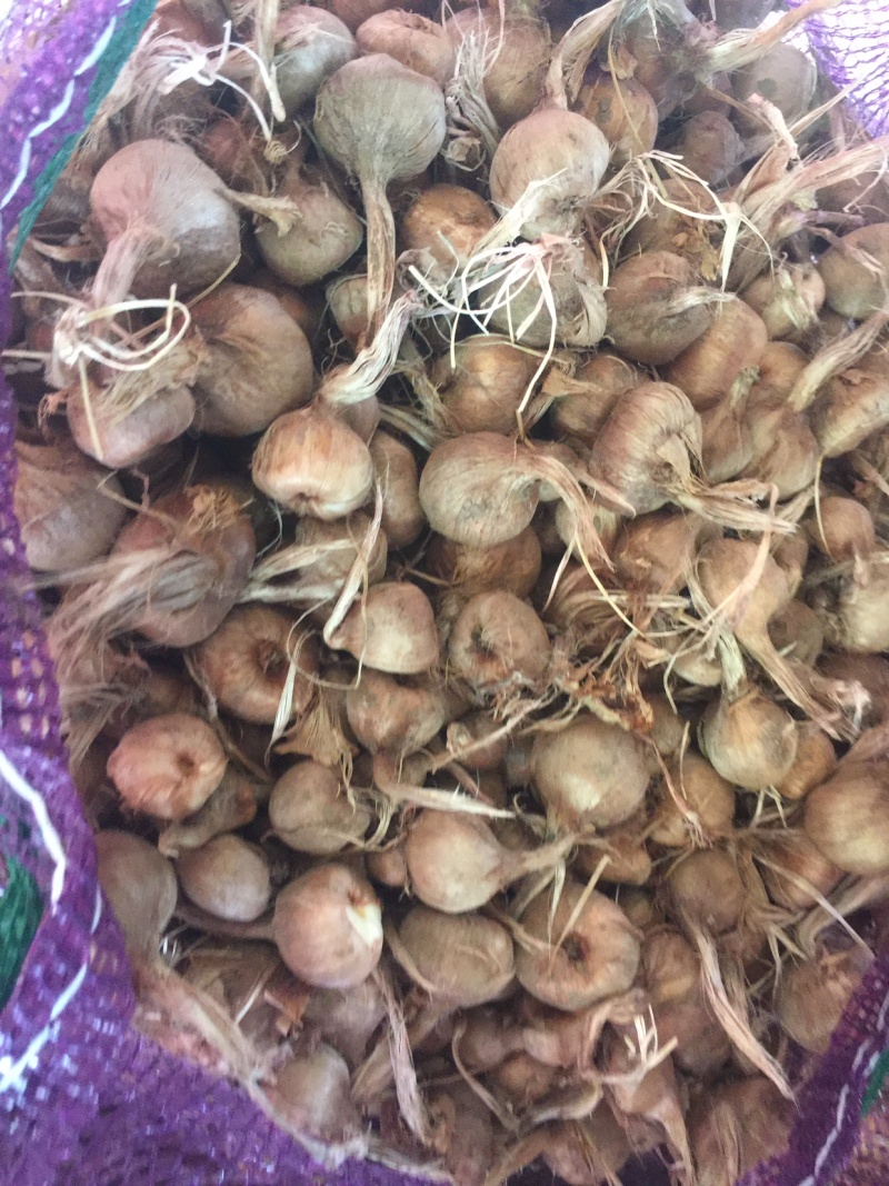 这个刚刚走进的藏红花