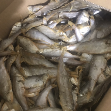 油扣鱼干毛扣鱼干都有