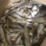 油扣鱼干毛扣鱼干都有