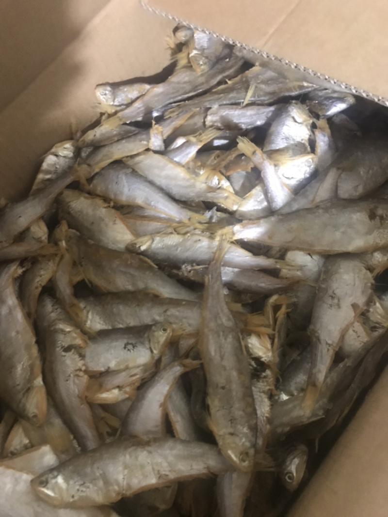 油扣鱼干毛扣鱼干都有